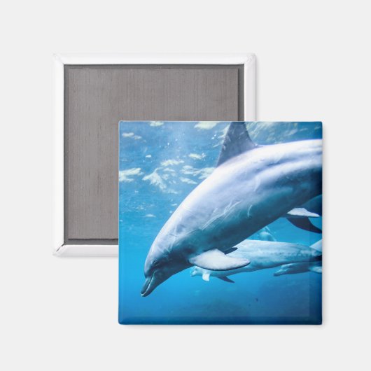 水中のイルカ マグネット (正面/裏面)