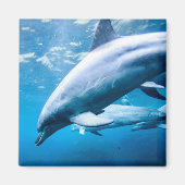 水中のイルカ マグネット (正面)