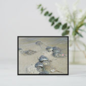 水中のカニ類 ポストカード (スタンド正面)