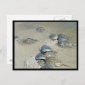 水中のカニ類 ポストカード (正面/裏面)