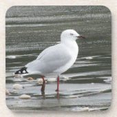 水中のカモメ コースター (正面)