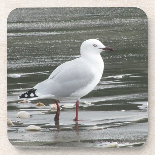 水中のカモメ コースター (正面)