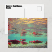 水中のサケ ポストカード (正面/裏面)