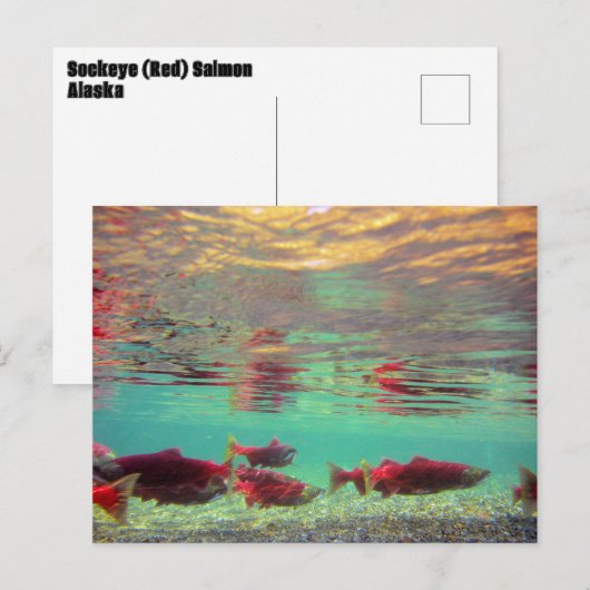 水中のサケ ポストカード (正面/裏面)