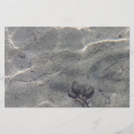 水中のピネコン (正面)