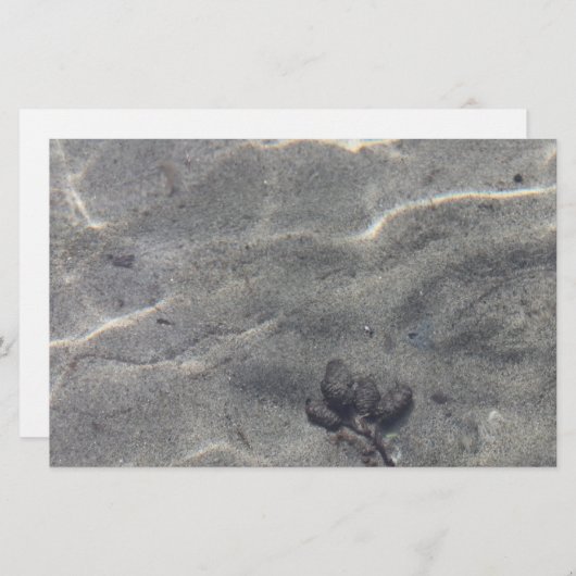 水中のピネコン (正面/裏面)