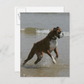 水中のボクサー犬 ポストカード (正面/裏面)