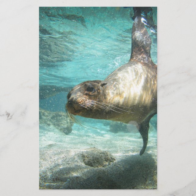 水中の奇妙なアシオンガラパゴス (正面)