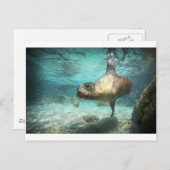 水中の奇妙なアシオンガラパゴス ポストカード (正面/裏面)