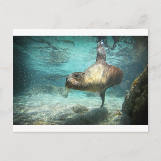 水中の奇妙なアシオンガラパゴス ポストカード (正面)