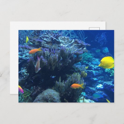 水中の海の世界と夏の物語 ポストカード (正面/裏面)