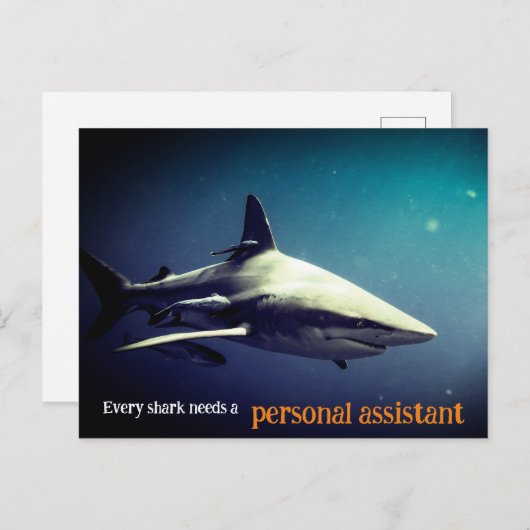 水中の海洋ブラックチップサメ シーズンポストカード (正面/裏面)