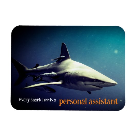 水中の海洋ブラックチップサメ マグネット (横)