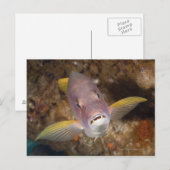 水中の生活;魚:のクローズアップポートレート ポストカード (正面/裏面)