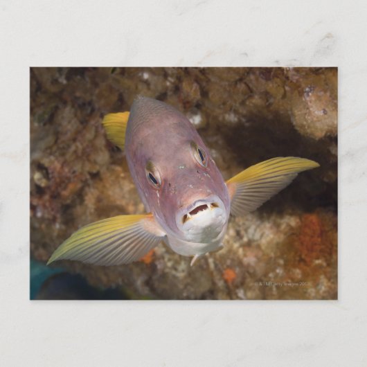 水中の生活;魚:のクローズアップポートレート ポストカード (正面)