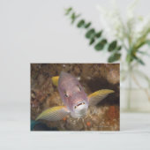 水中の生活;魚:のクローズアップポートレート ポストカード (スタンド正面)