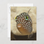 水中の生活;魚:のクローズアップポートレート ポストカード (正面/裏面)