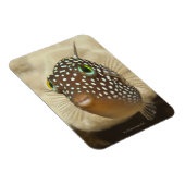 水中の生活;魚:のクローズアップポートレート マグネット (右側)
