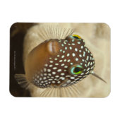 水中の生活;魚:のクローズアップポートレート マグネット (横)
