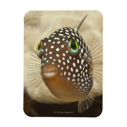 水中の生活;魚:のクローズアップポートレート マグネット (縦)