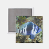 水中の生活、魚:インジゴハムレット マグネット (正面/裏面)