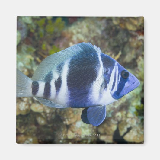 水中の生活、魚:インジゴハムレット マグネット (正面)