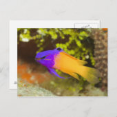 水中の生活、魚：カラフル妖精のバスレット ポストカード (正面/裏面)