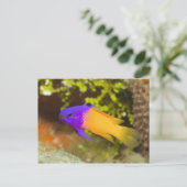 水中の生活、魚：カラフル妖精のバスレット ポストカード (スタンド正面)