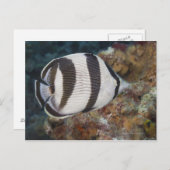 水中の生活；魚：キンポウゲ ポストカード (正面/裏面)