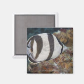水中の生活;魚:キンポウゲ マグネット (正面/裏面)