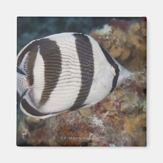 水中の生活;魚:キンポウゲ マグネット (正面)