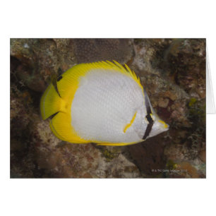 水中の生活、魚:スポッカラフルチフィン