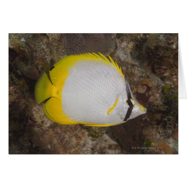 水中の生活、魚：スポッカラフルチフィン (正面横)