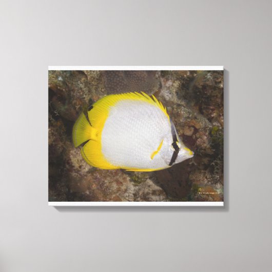 水中の生活、魚：スポッカラフルチフィン キャンバスプリント (正面)