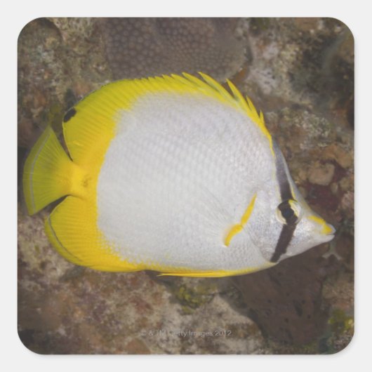 水中の生活、魚:スポッカラフルチフィン スクエアシール (正面)