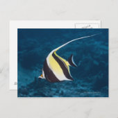 水中の生活；魚：ムーア風の偶像（ザンクロ） ポストカード (正面/裏面)