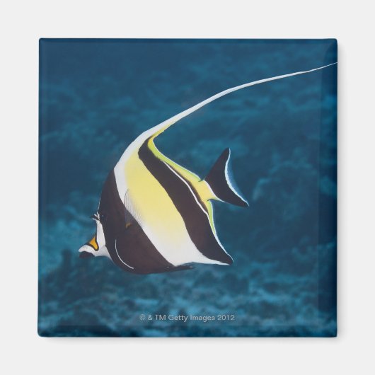 水中の生活;魚:ムーア風の偶像(ザンクロ) マグネット (正面)