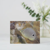 水中の生活、魚： Foureye Butterflyfish ポストカード (スタンド正面)