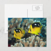 水中の生活; FISH: A pair of Fourspot ポストカード (正面/裏面)