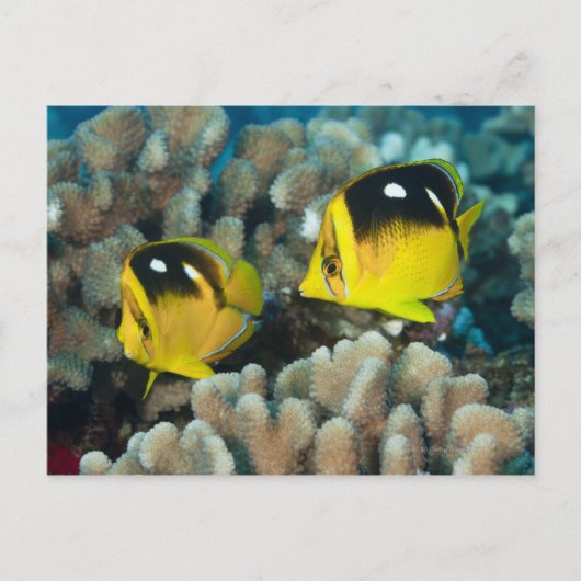 水中の生活; FISH: A pair of Fourspot ポストカード (正面)