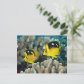 水中の生活; FISH: A pair of Fourspot ポストカード (スタンド正面)
