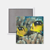 水中の生活; FISH: A pair of Fourspot マグネット (正面/裏面)
