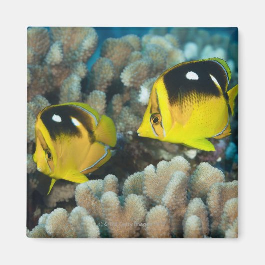 水中の生活; FISH: A pair of Fourspot マグネット (正面)