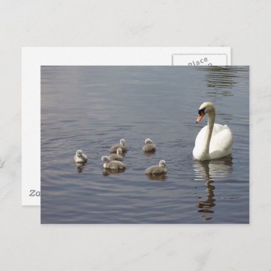 水中の白鳥の家族 ポストカード (正面/裏面)