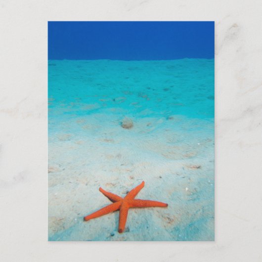 水中の砂丘の上のヒトデ ポストカード (正面)