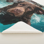 水中よくはしゃぐ泳ぐチョコレートラブラドール シェルパブランケット (3/4)