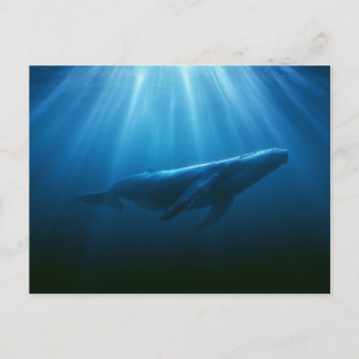水中を泳ぐザトウクジラ ポストカード