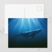水中を泳ぐザトウクジラ ポストカード (正面/裏面)