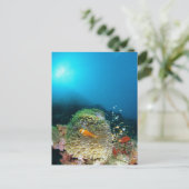 水中を泳ぐモルディブアネモンの魚 ポストカード (スタンド正面)
