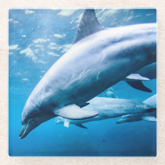 水中イルカ ガラスコースター (正面)